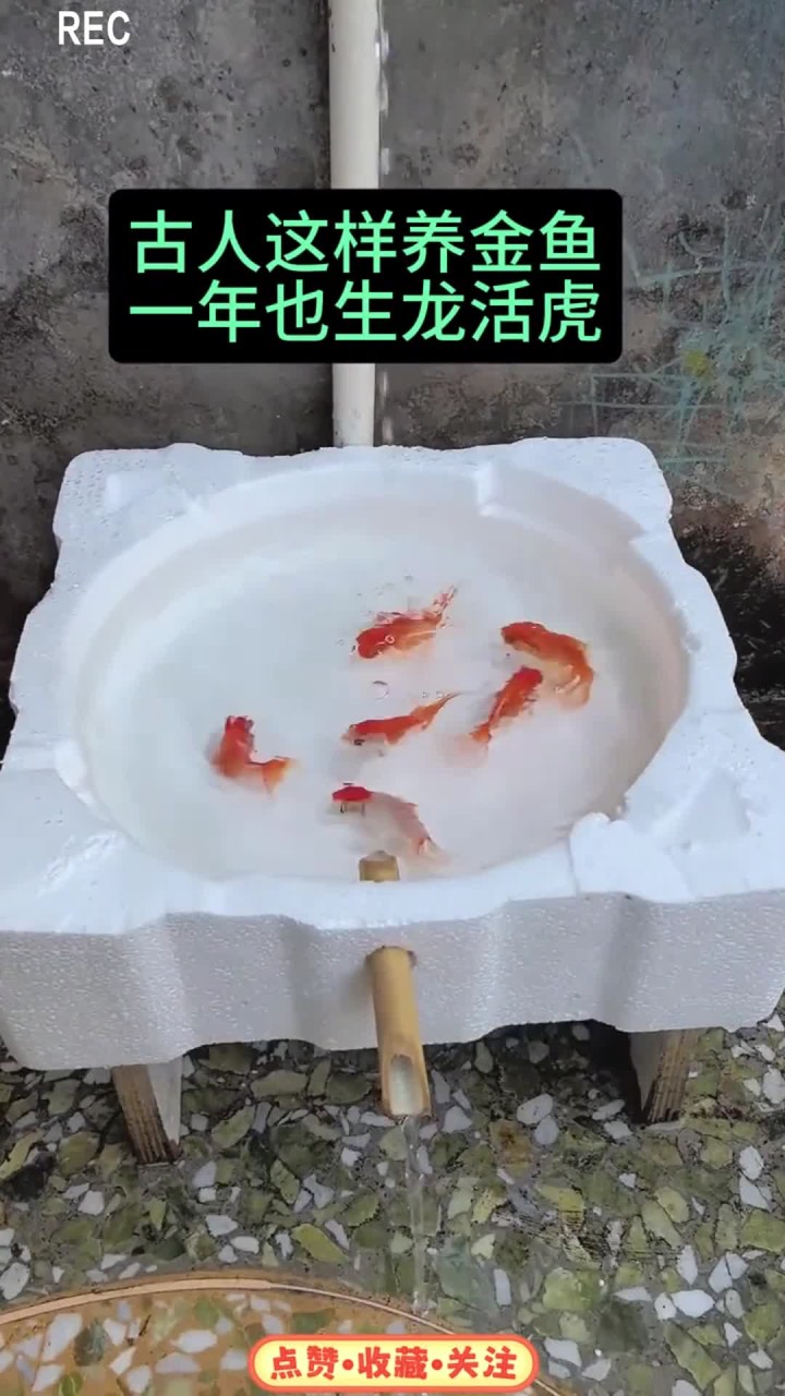 古人这样养金鱼，一年也生龙活虎