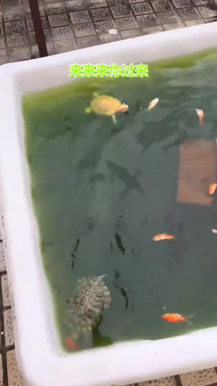 同样是大鳄怎么差距这么大呢，有喜欢小鳄鱼小鳄龟的看下主