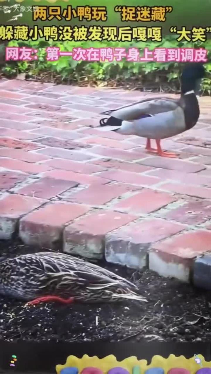两只小鸭子玩捉迷藏,躲藏的小鸭被发现后哈哈大笑