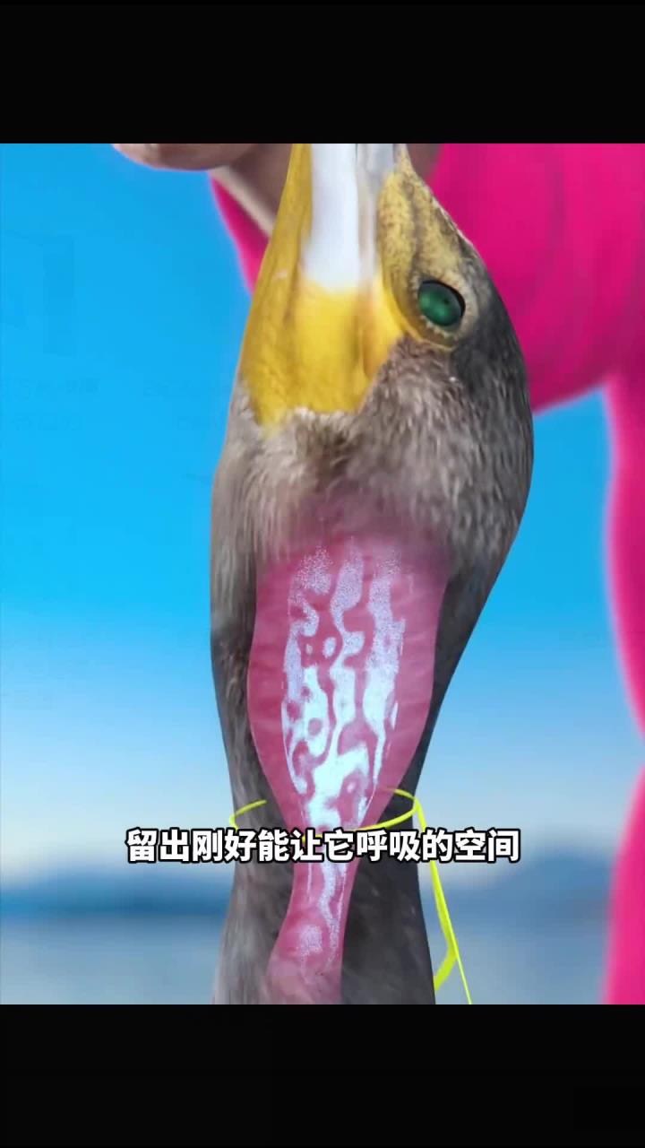 渔夫如何利用鸟儿捕鱼
