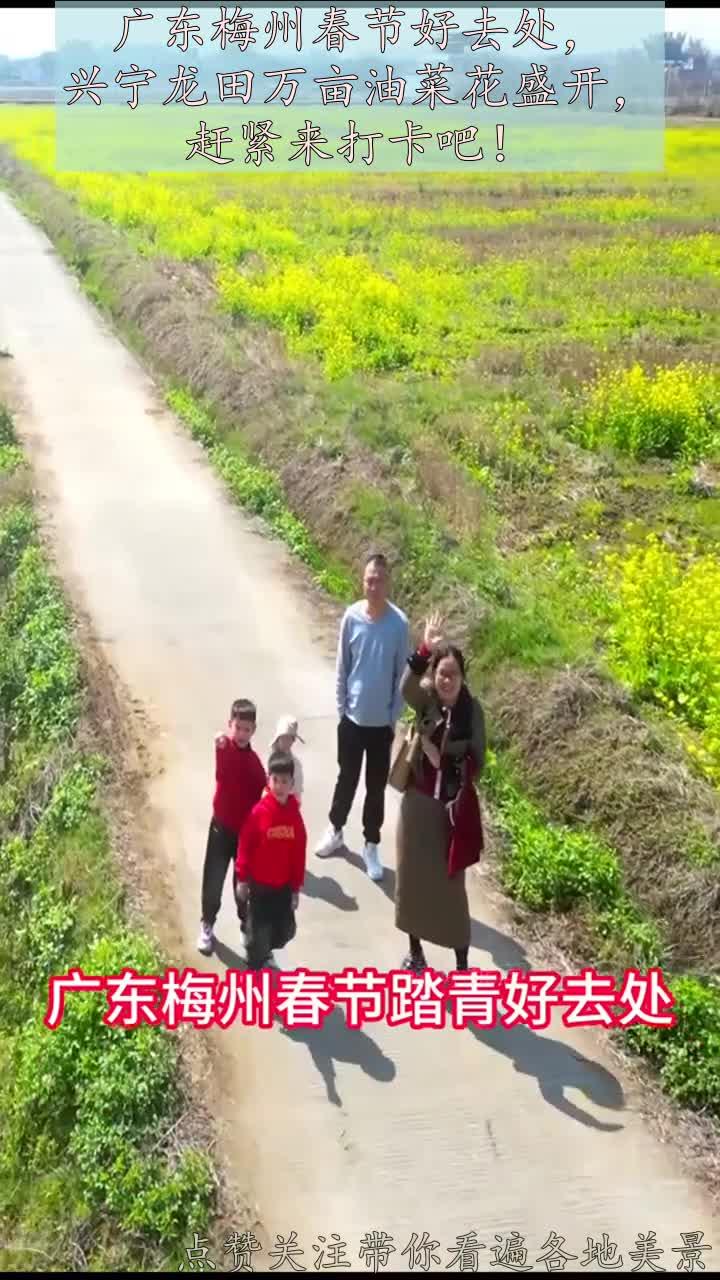 广东梅州春节好去处，兴宁龙田万亩油菜花盛开，赶紧来打卡吧！