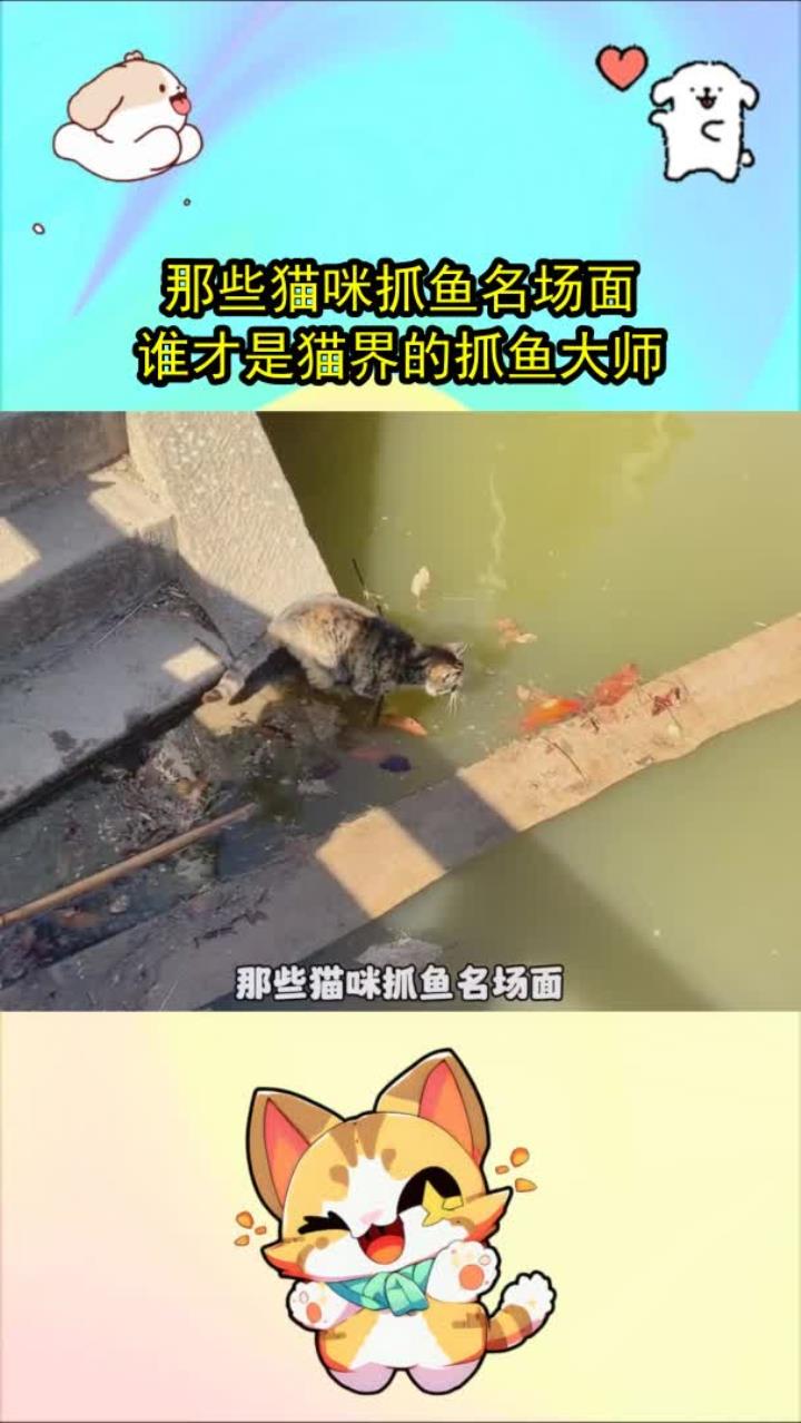 那些猫咪抓鱼名场面，谁才是猫界的抓鱼大师！