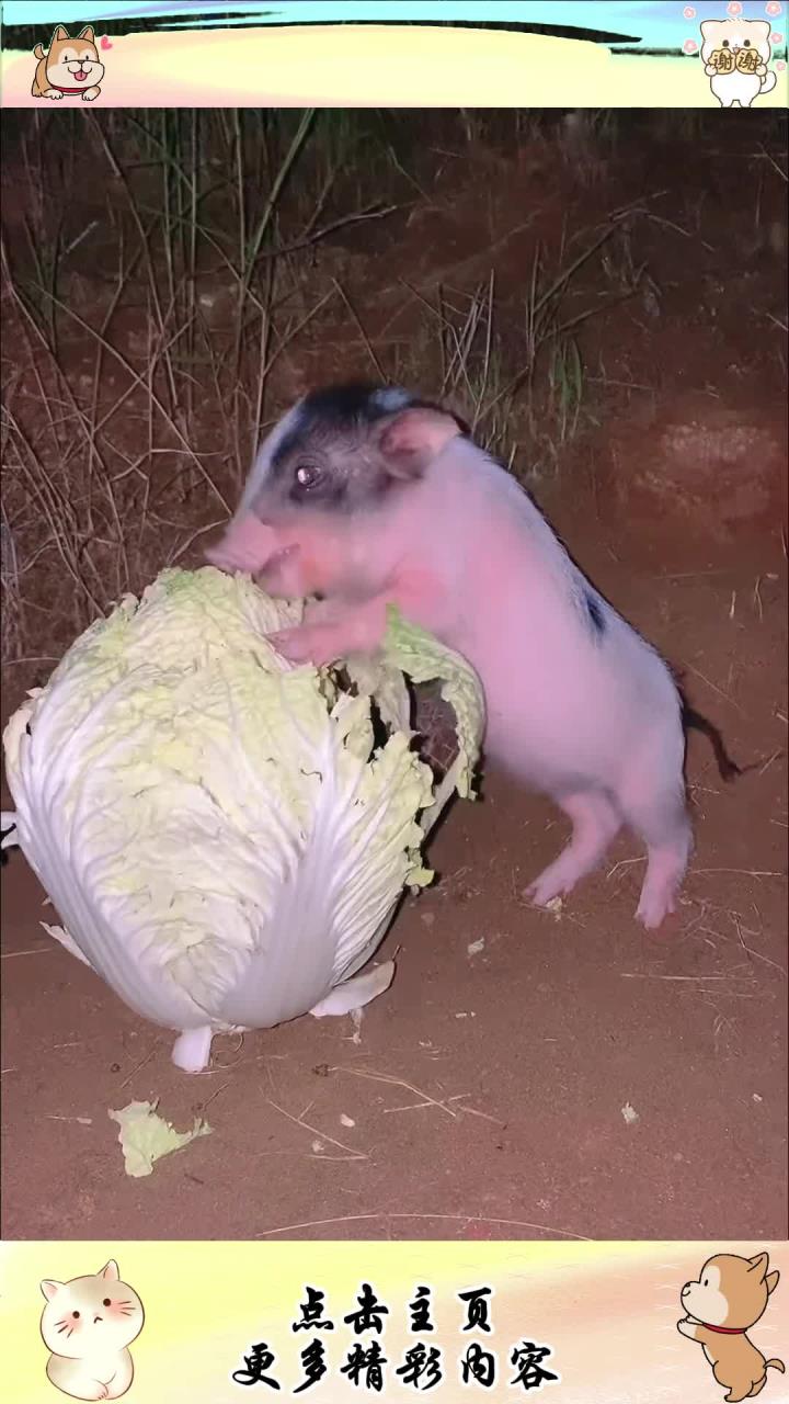 小猪偷吃白菜