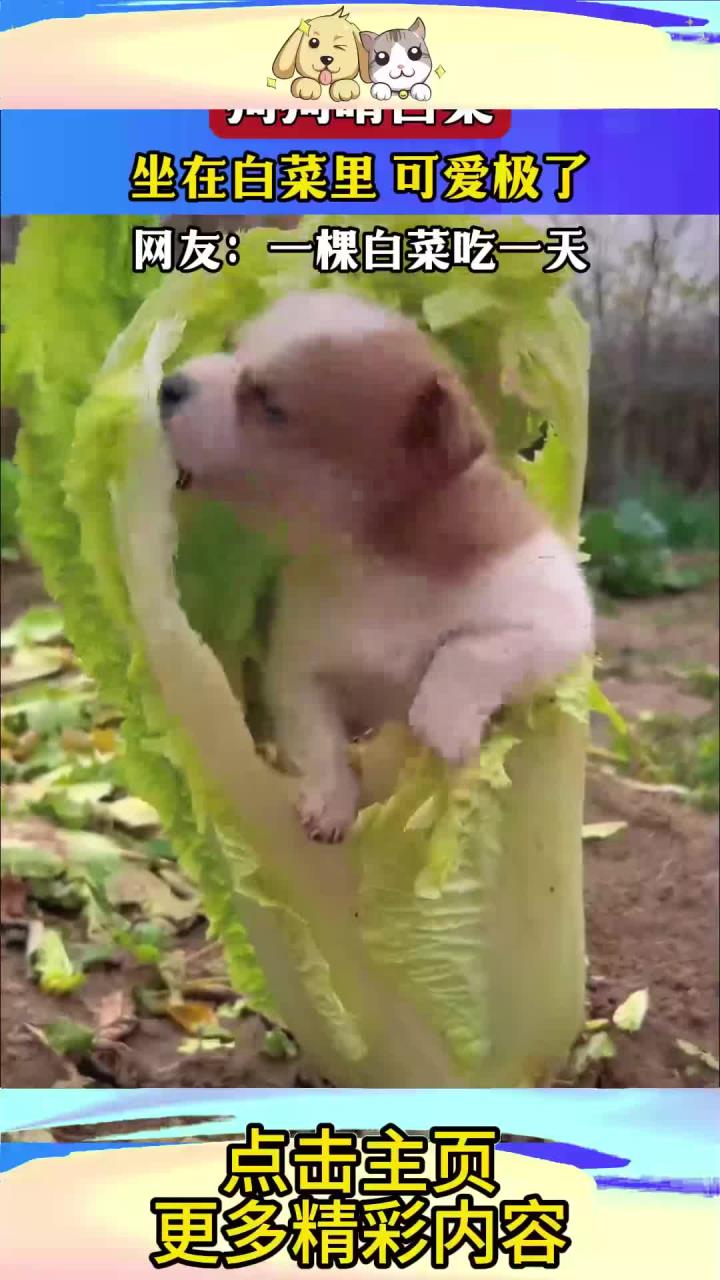 狗狗啃白菜