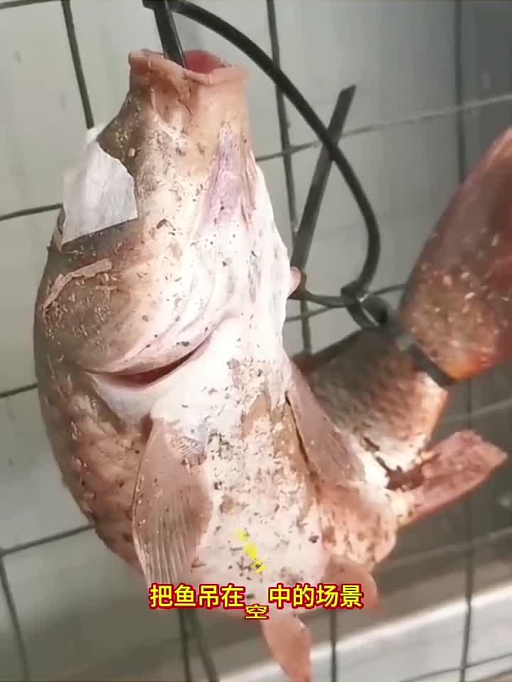 鱼存活的方法,还是第一次见到