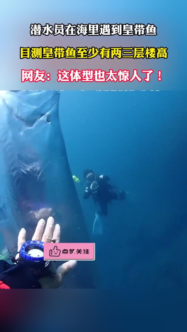 潜水员在海里遇到皇带鱼,目测至少有两三层楼高