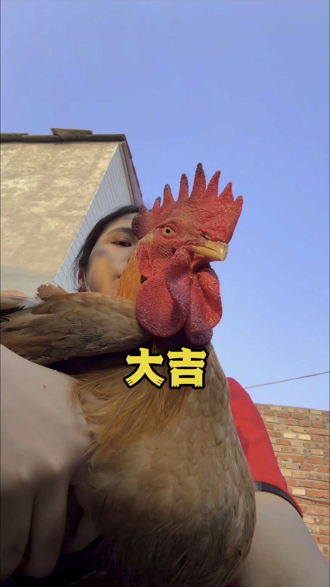 交个朋友,腿先给你吃