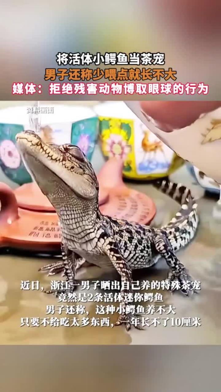 将活体小鳄鱼当茶宠，少喂点长不大？媒体：拒绝残害动物博取眼球