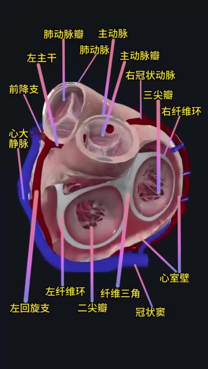 心脏的解剖结构!