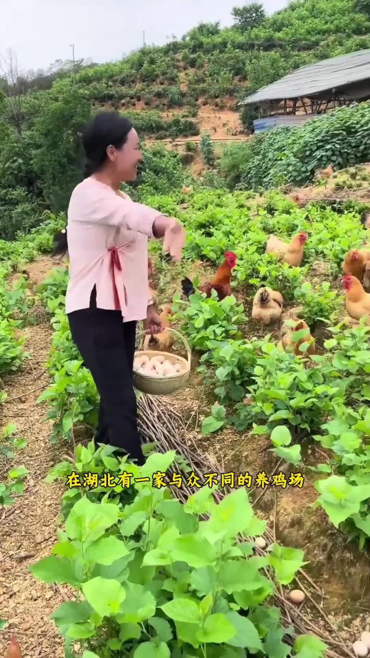高山散养鸡,自然好蛋来