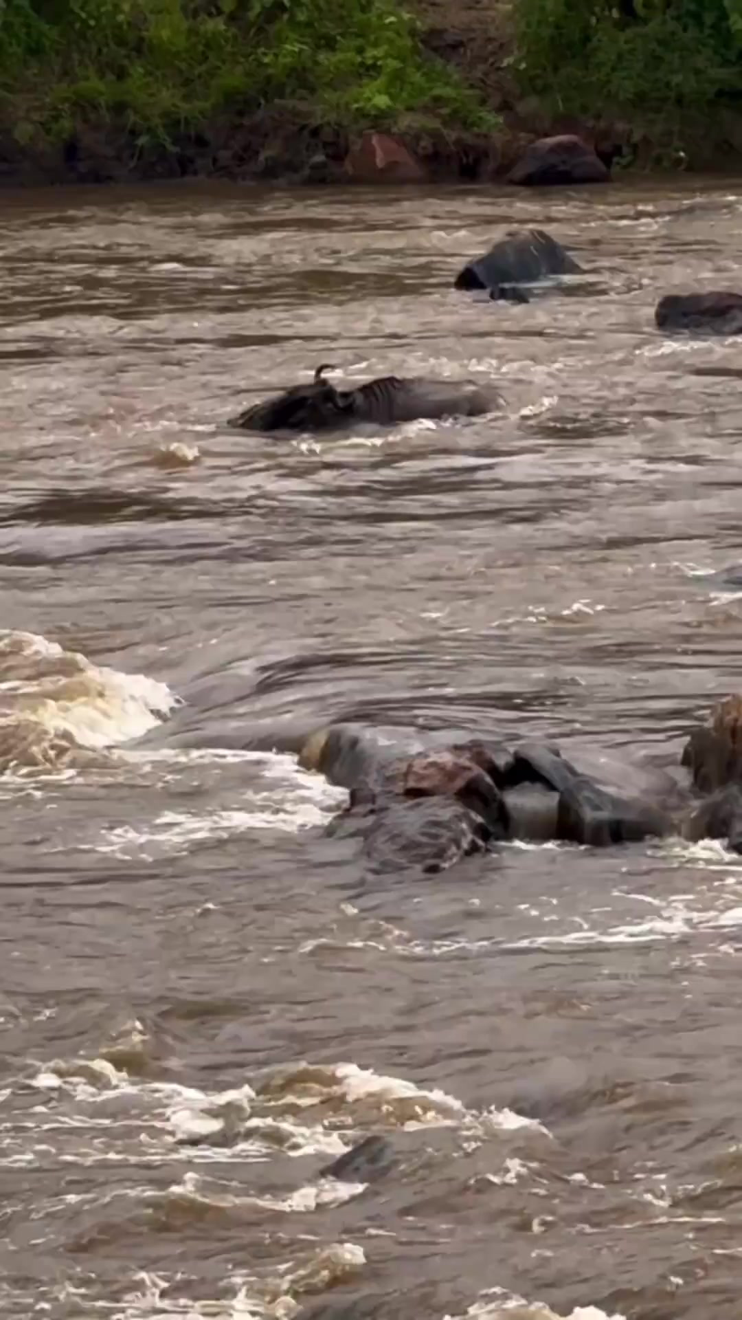 角马被尼罗鳄拖入水中，角马十分绝望！