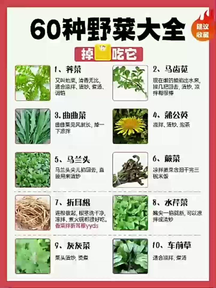 60种野菜大全,掉秤掉得快