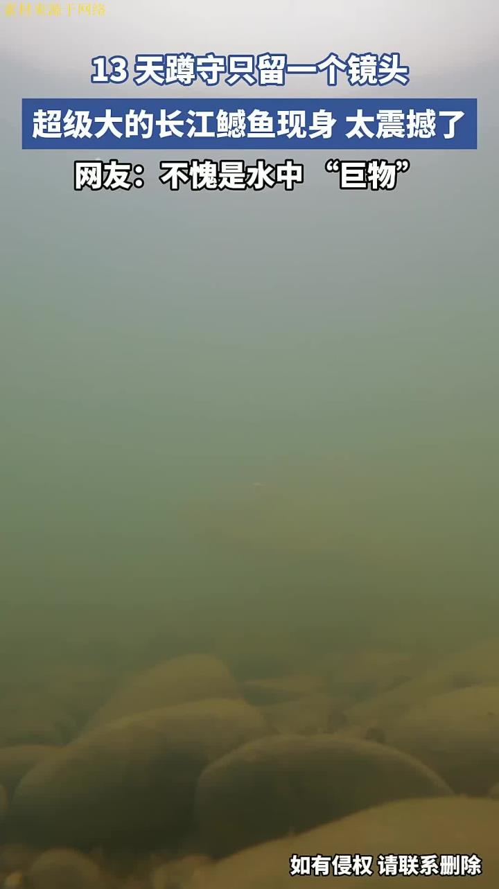 13 天蹲守只留一个镜头,超级大的长江鳡鱼现身,太震撼了
