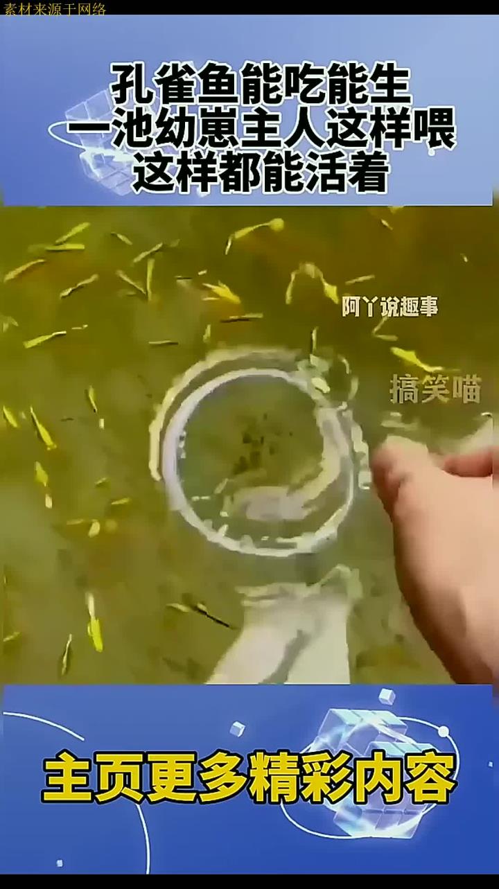 孔雀鱼能吃能生,一池幼崽主人这样喂,这样都能活着
