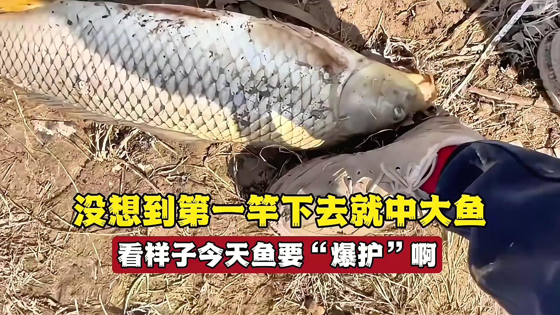 没想到第一竿下去就中野生大鲤鱼，看样子今天离“爆护”不远了？