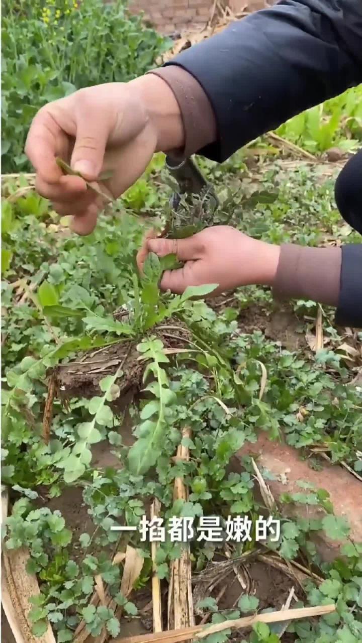 野菜荠菜的几种吃法