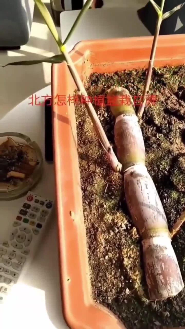 北方盆栽甘蔗种植