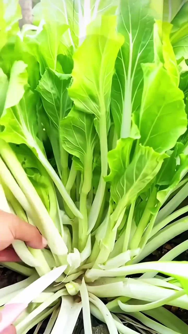 四季可种的白菜苔，阳台小院均可种植，炒吃，涮火锅都好吃