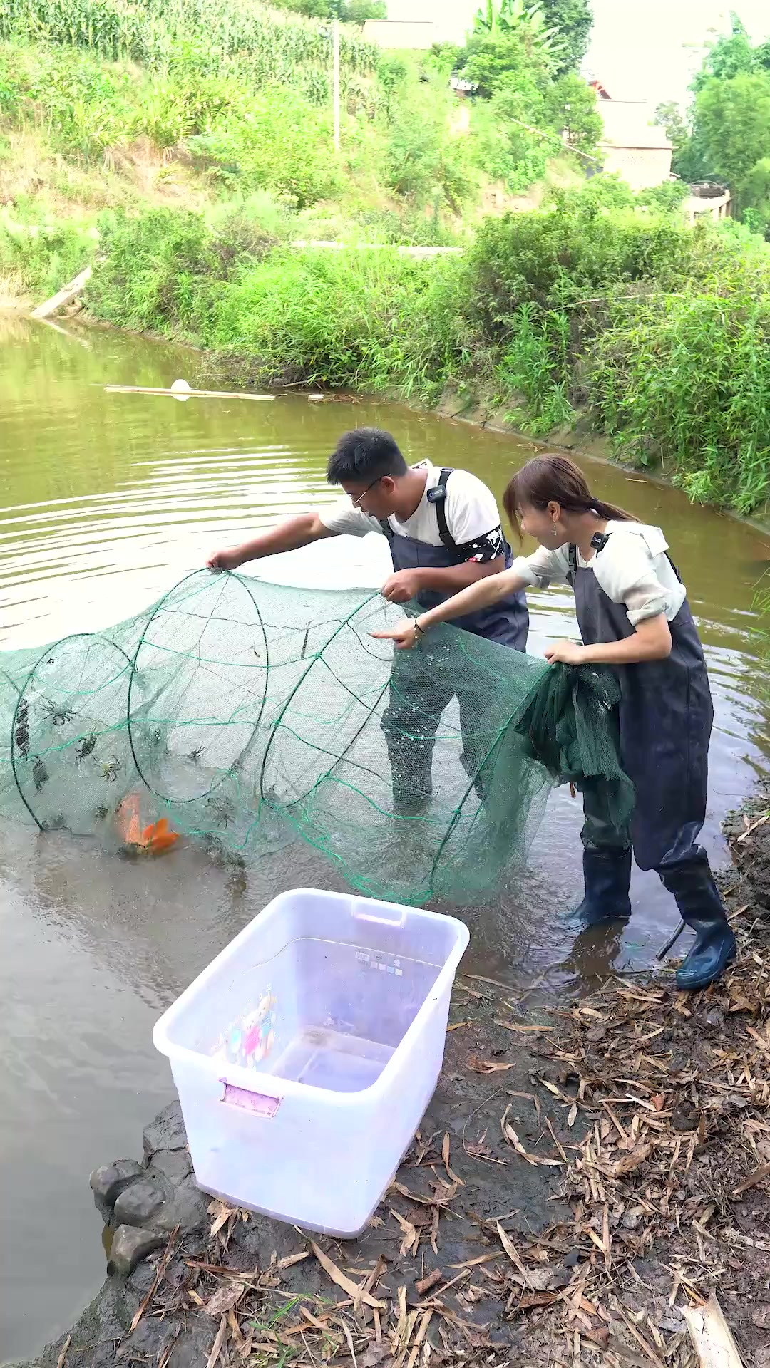 放地笼用小龙虾做饵料，抓大闸蟹，想不到居然抓到一条……