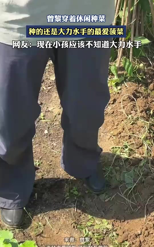 曾黎穿着休闲种菜,种的还是大力水手的最爱菠菜