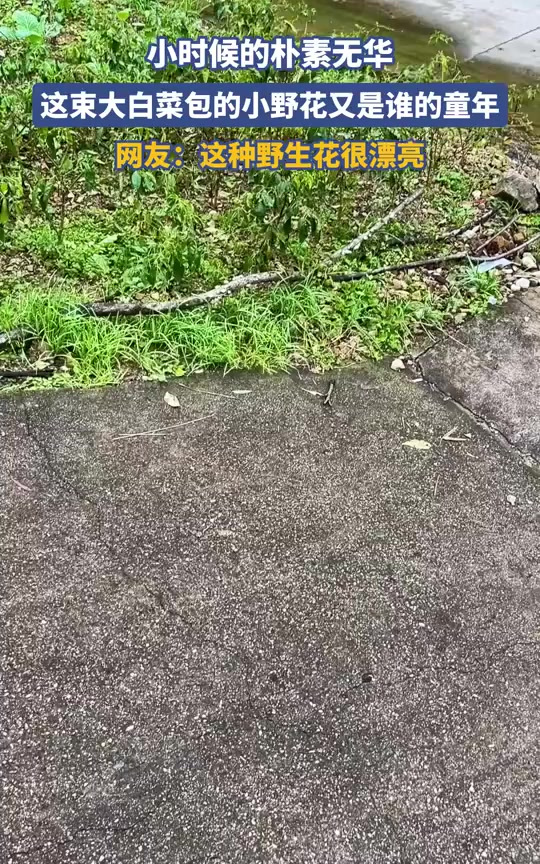 小时候的朴素无华,这束大白菜包的小野花又是谁的童年