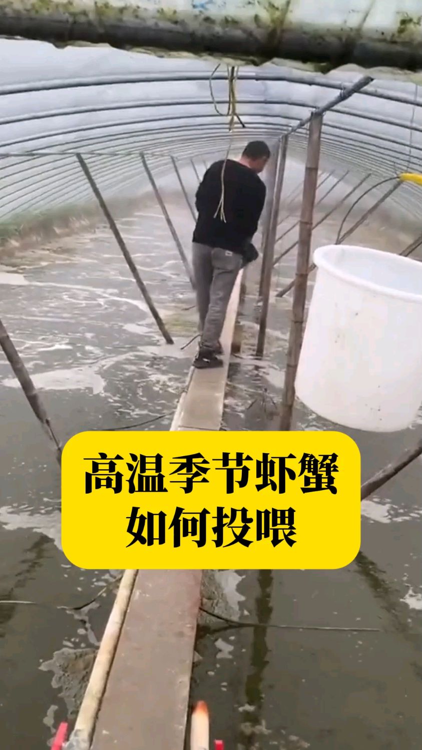 高温季节如何更好的投喂鱼虾蟹