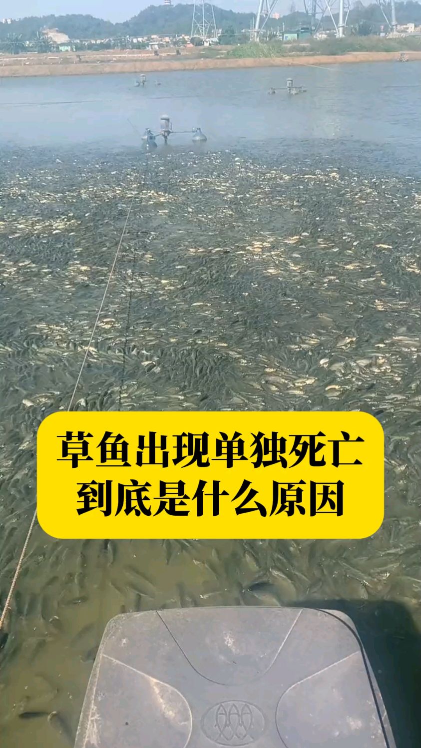 池塘单独死草鱼是什么原因