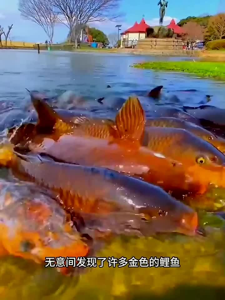金色的鲤鱼!