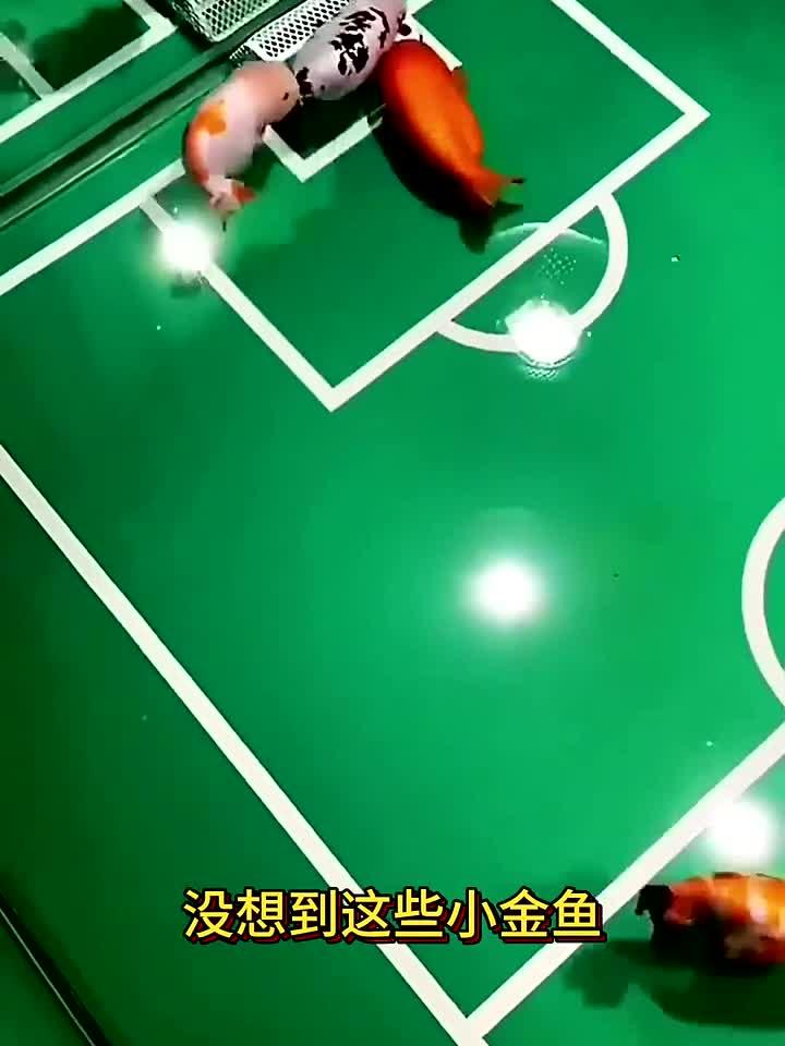 小金鱼踢足球,精准的运到了球门