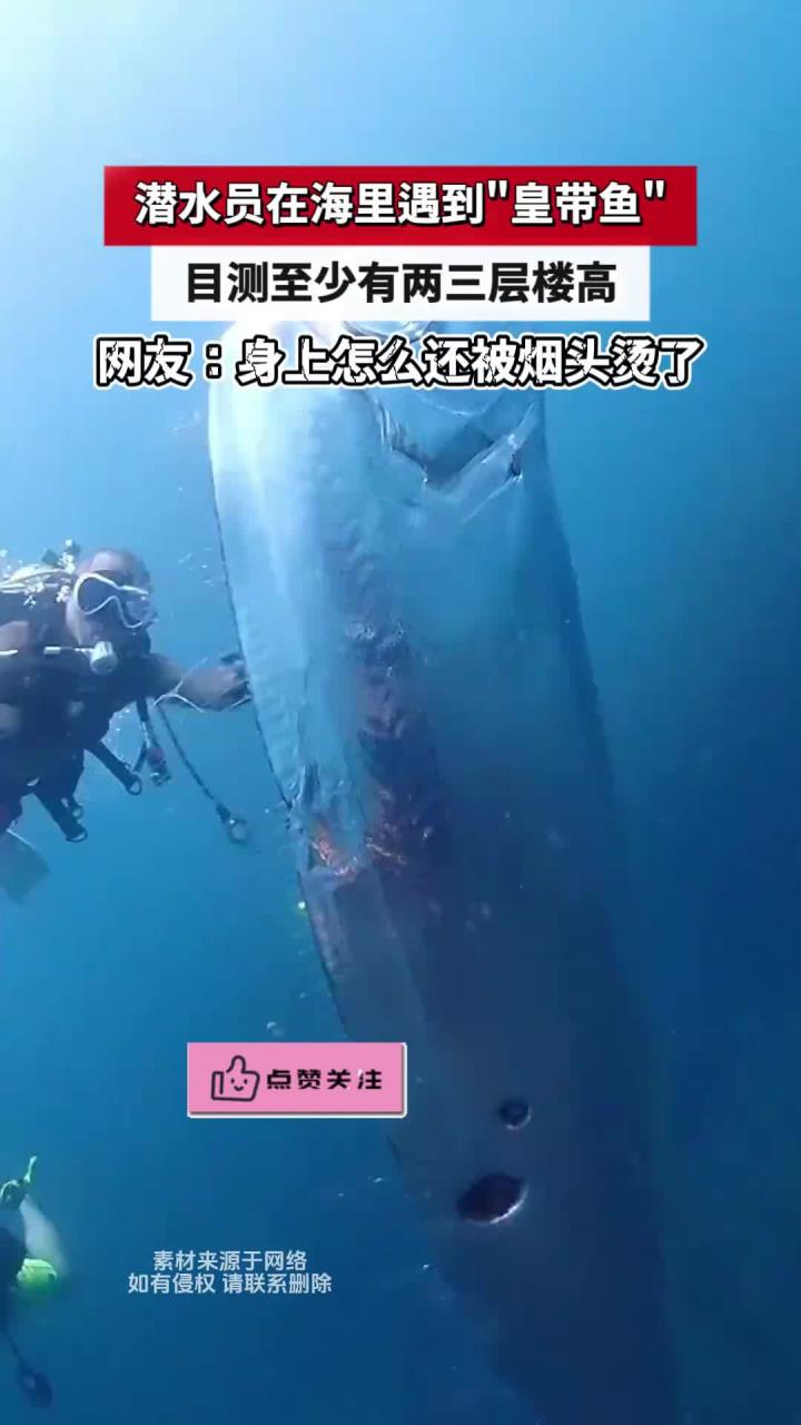 潜水员在海里遇到皇带鱼,目测至少有两三层楼高