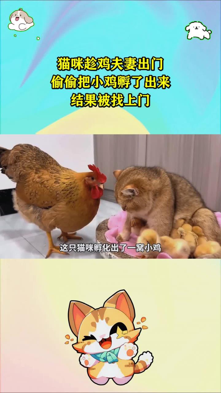 猫咪趁鸡夫妻出门,偷偷把小鸡孵了出来,结果被找上门