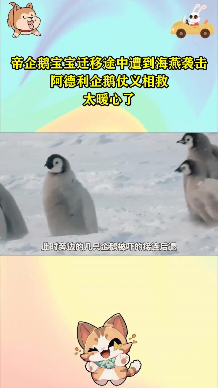 帝企鹅宝宝迁移途中遭到海燕袭击,阿德利企鹅仗义相救,太暖心了
