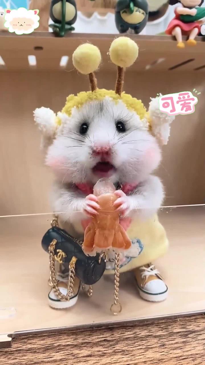 吃刺身鳌虾尾