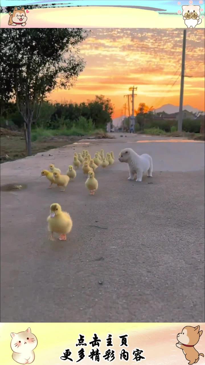 夕阳下狗狗带着一群小鸭子快乐的奔跑