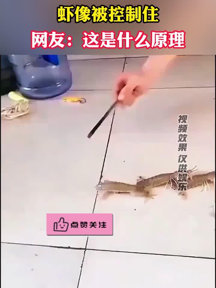 筷子放在皮皮虾上方,皮皮虾像被控制住一样,网友:这是什么原理