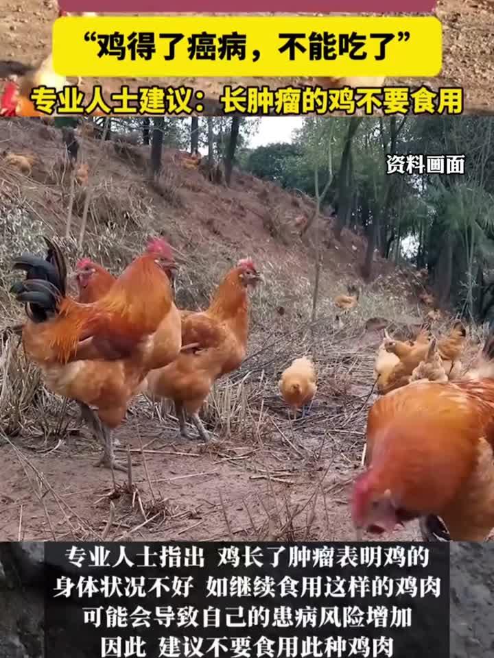 杀鸡发现鸡长瘤，专家提醒：这种鸡千万别吃！