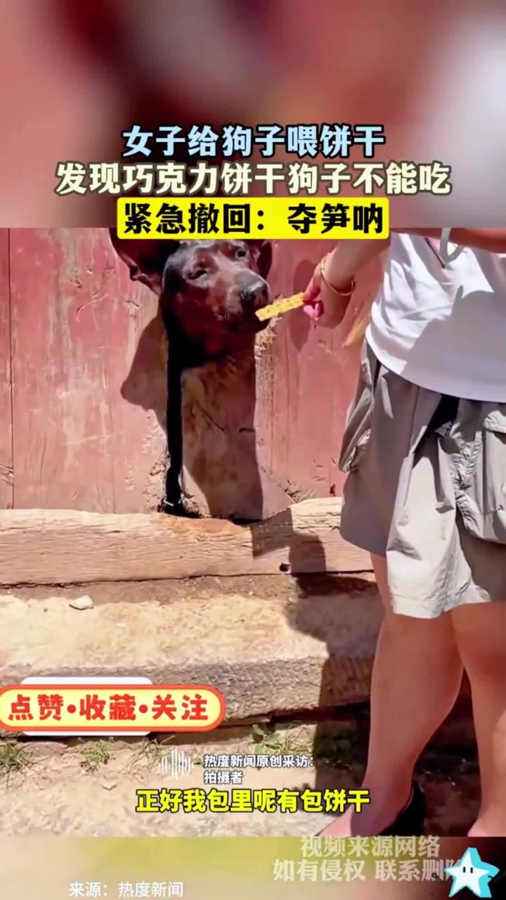 女子给狗子喂饼干,发现巧克力饼干狗子不能吃,紧急撤回:夺笋呐
