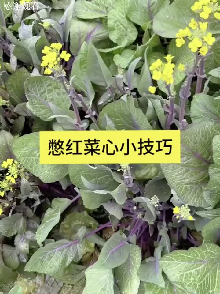 憋红菜心小技巧