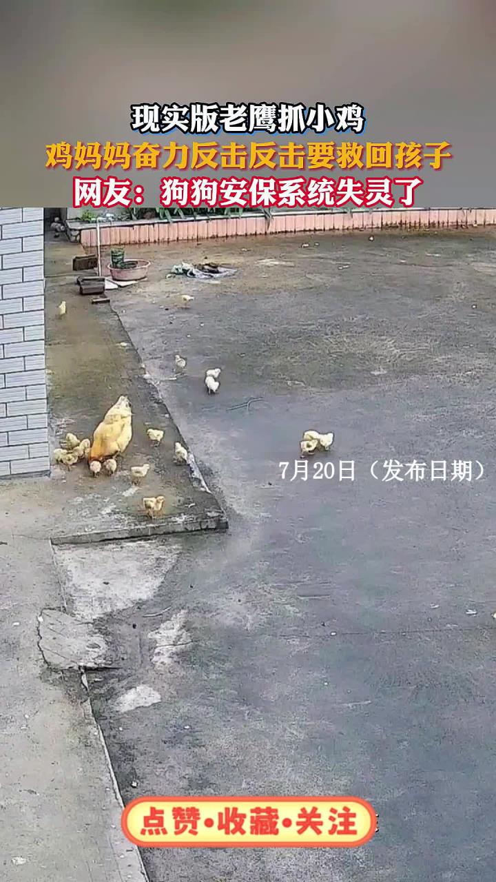 现实版老鹰抓小鸡，鸡妈妈奋力反击反击要救回孩子