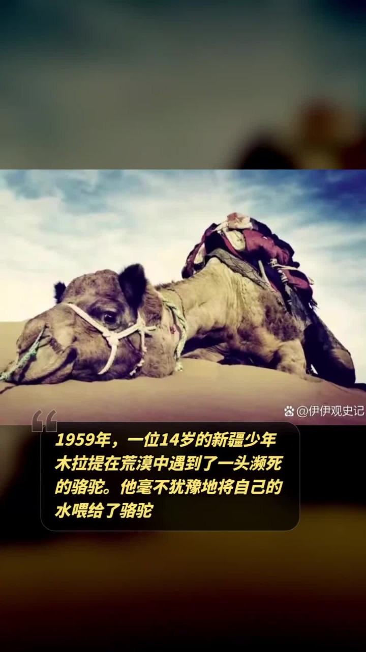 1959年,一位14岁的新疆少年木拉提在荒漠中遇到了一头濒死的骆驼