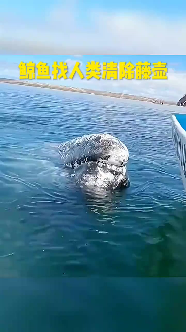 海洋里面已经传遍了,人类给清理藤壶,鲸鱼也来了
