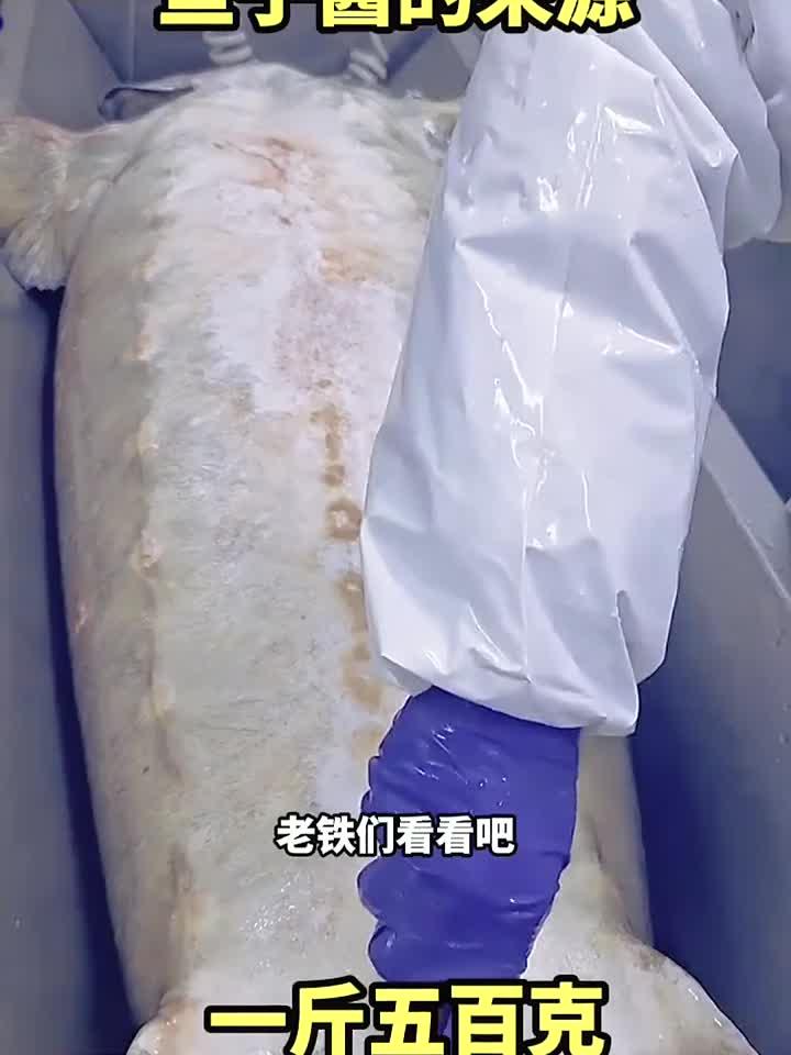 鱼子酱的来源,一斤五百克