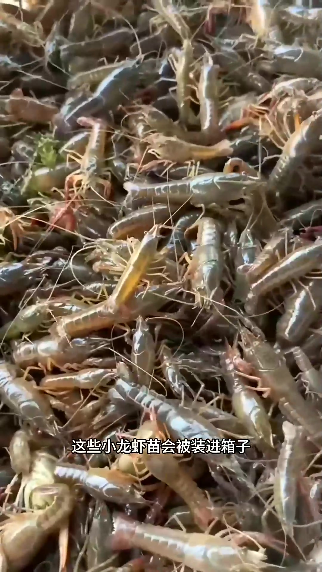  小龙虾是如何养殖的