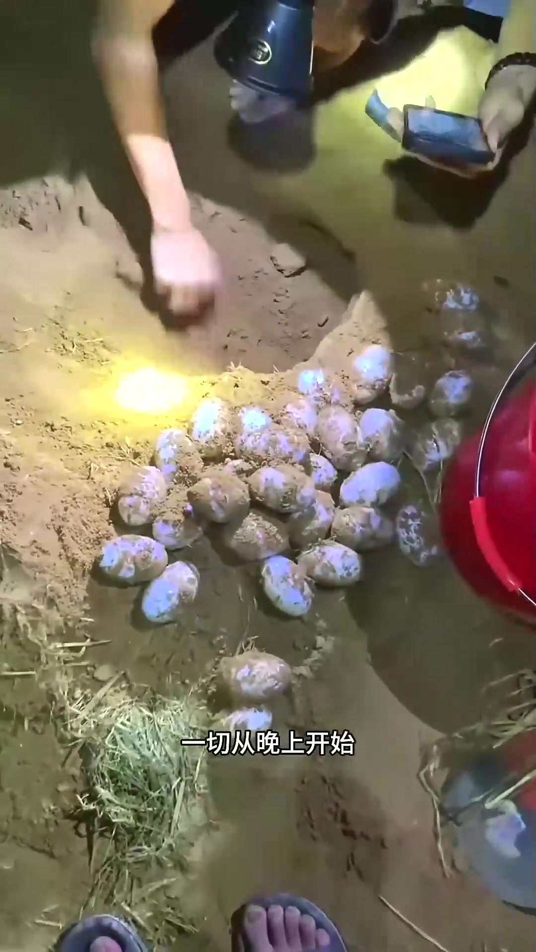  鳄鱼在养殖场的饲养过程