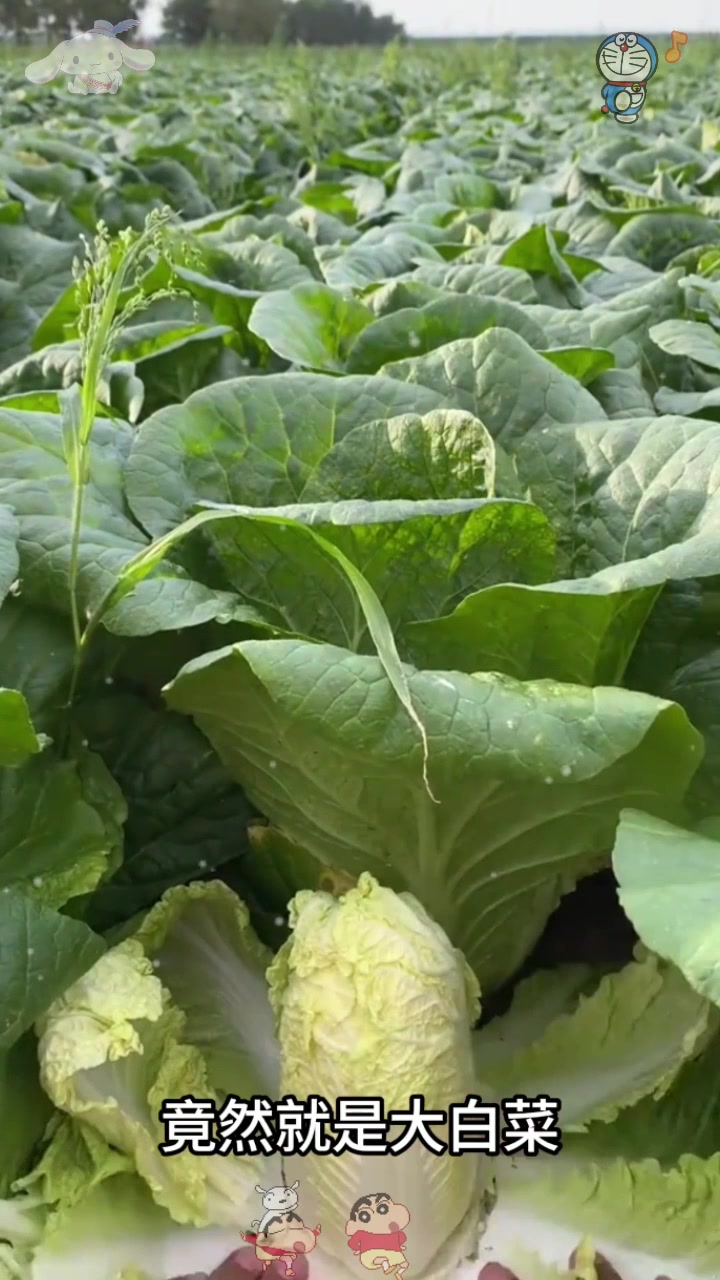  娃娃菜原来就是大白菜的菜心啊