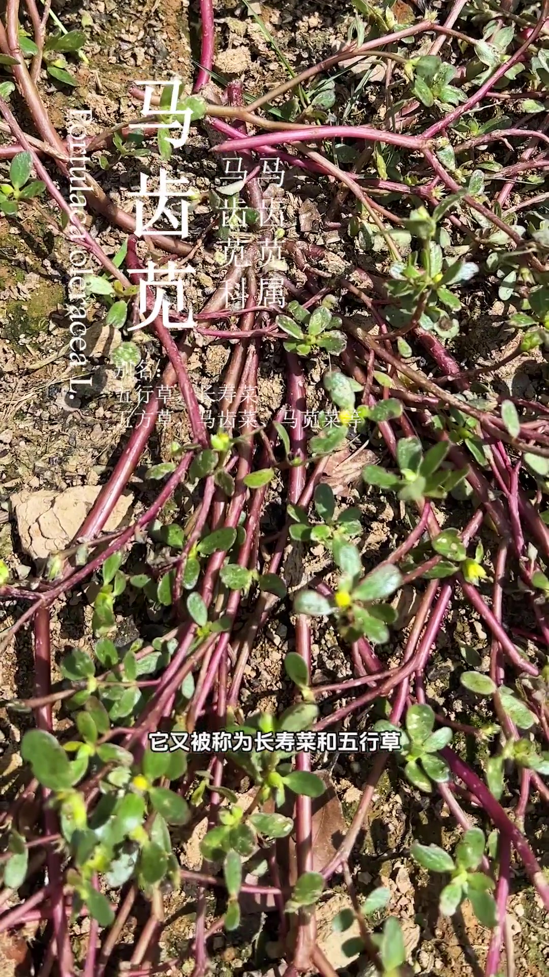马齿苋也叫五行菜,爱吃的人都把它当宝贝,你那边叫什么名字?