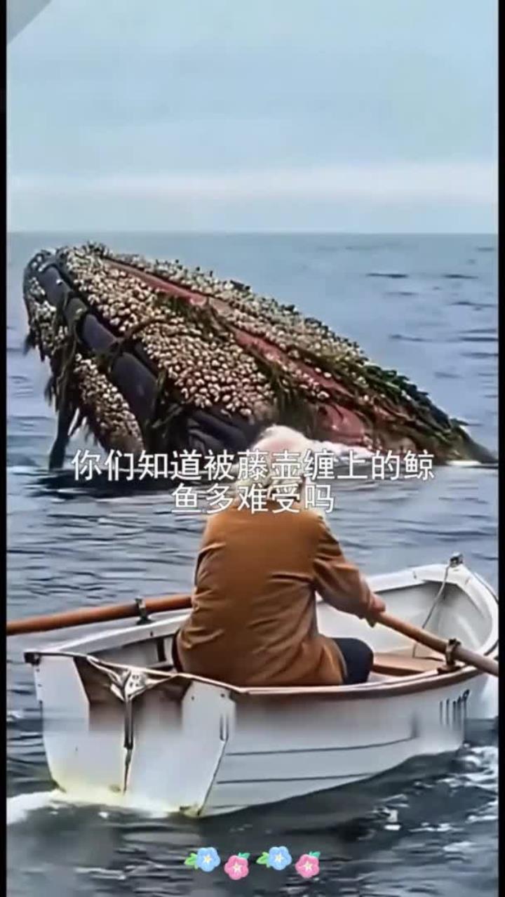 大鲸鱼身上长满了藤壶,太难受了,老人耐心帮它清除