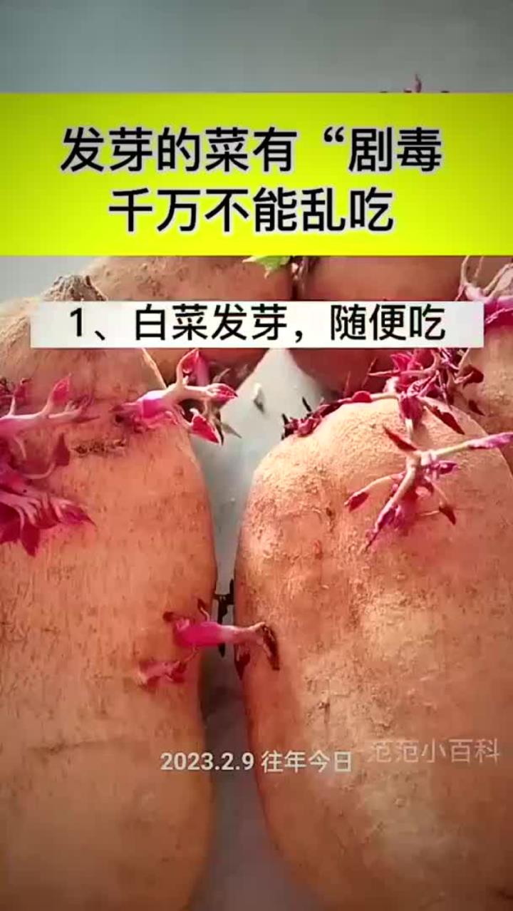 发芽的菜有剧毒,千万不能乱吃