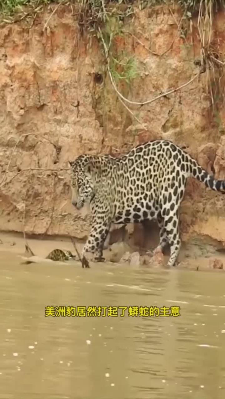 美洲豹发现一条蟒蛇，随即便对蟒蛇发起了攻击