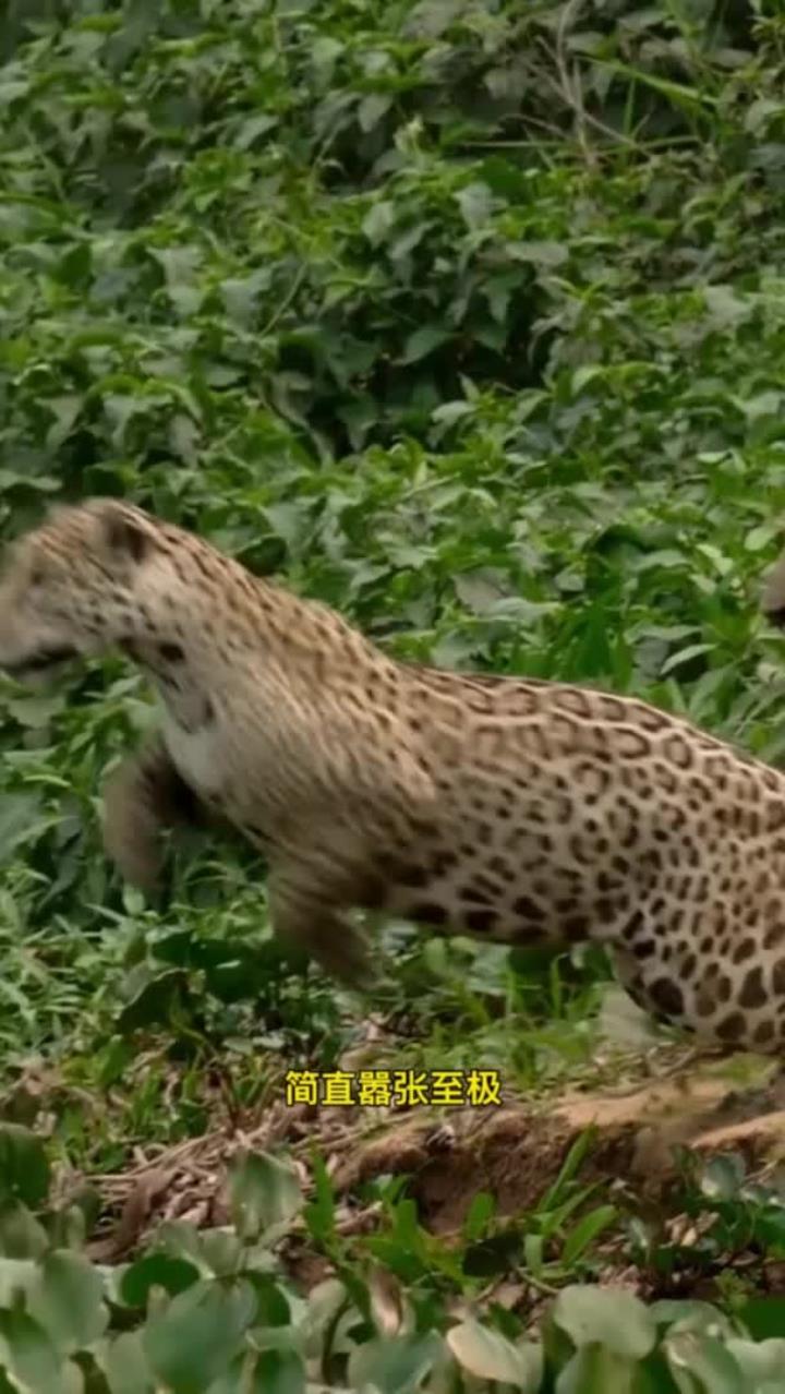 美洲豹斩杀鳄鱼，鳄鱼毫无反抗之力，真是太惨了